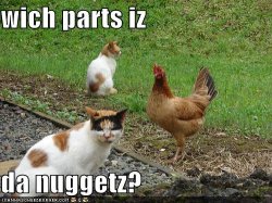 funny-pictures-cat-wonders-what-part-of-the-chicken-is-the-nugget.jpg.jpeg