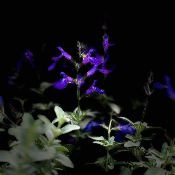 IMG_6194.jpeg