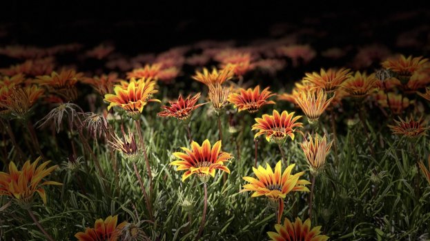 IMG_6305.jpeg