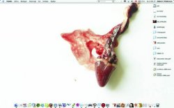 desktop.jpg