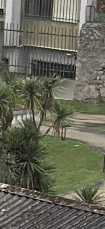 IMG_0523.png