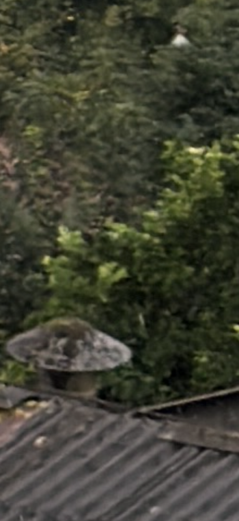 IMG_0106.png