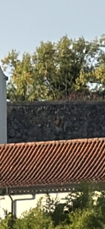 IMG_0558.png