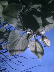 IMG_0585.jpg