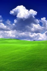 grass.jpg