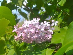 IMG_0161.JPG