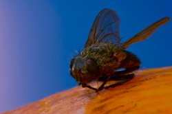 MacroFly.jpg