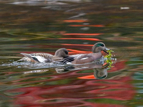 American_Wigeon_GRH3159_20251108_1600p - Copy.jpg