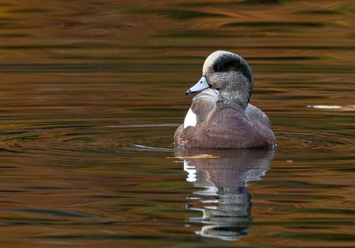 American_Wigeon_GRH3774_20251108_1600p - Copy.jpg