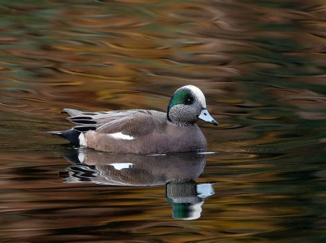American_Wigeon_GRH3838_20251108_1600p - Copy.jpg