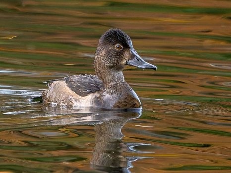 Ringneck_Duck_GRH3648_20251108_1200p - Copy.jpg