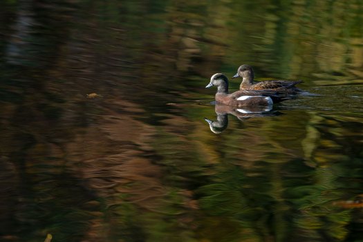 American_Wigeon_GRH4546_20251108_1600p - Copy.jpg