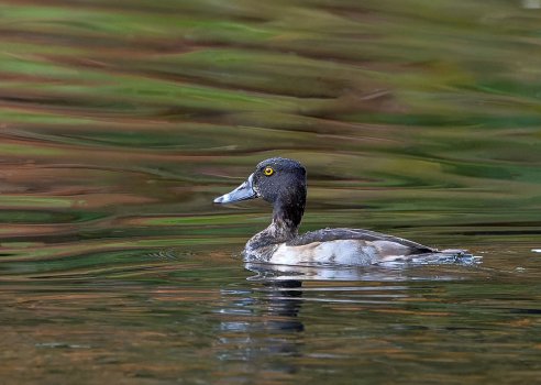 Ringneck_Duck_GRH3408_20251108_1600p - Copy.jpg