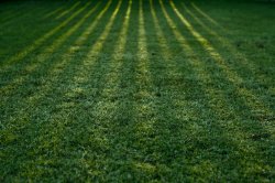 GreenGrass_by_heyisTi.jpg