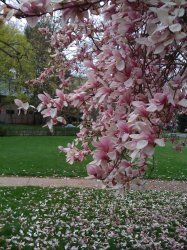 spring flowers outside dorm.jpg