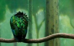 01819_birdonabranch_1440x900.jpg.jpeg