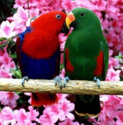 eclectus.jpg