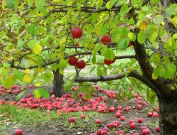 apples.jpg