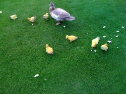 alton road ducks in such.jpg
