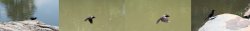birdsinflight.jpg