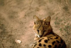 800px-Serval.jpg