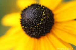 IMG_1085.jpg
