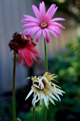 DSC_5649.jpg