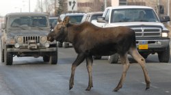 305-249-MooseTrafficStopper.standalone.prod_affiliate.7.JPG