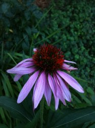 IMG_0017.jpg
