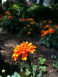 flower.jpg