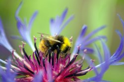 Bee-2.jpg