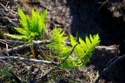 Ferns.jpg