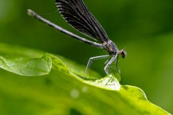 2009-06-27 Dragonflies-1.jpg