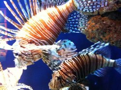Oklahoma Aquarium 050.jpg