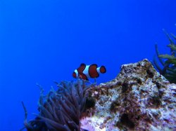 Oklahoma Aquarium 006.jpg