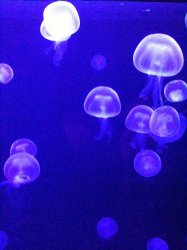 Oklahoma Aquarium 023.jpg