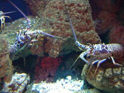 Oklahoma Aquarium 037.jpg