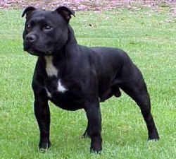 1198057025irish_staffordshire_bull_terrier.jpg