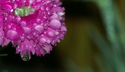 Pink-Flower.jpg