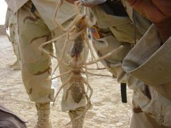 camel_spider_sm.jpg