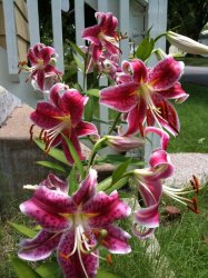 Flowers 005-1.jpg