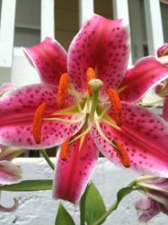 Flowers 007.jpg