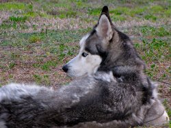 Dakotah Blowin his Winter Coat.jpg