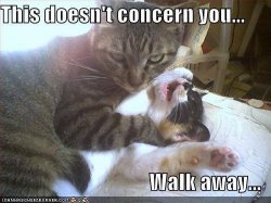cats walk away.jpg
