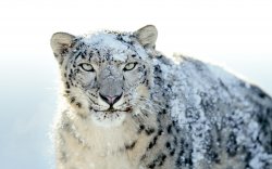 Snow-Leopard.jpg