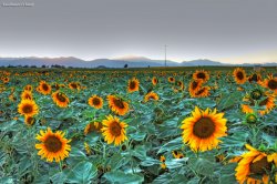 sunset_sunflowers__tonemapped.jpg