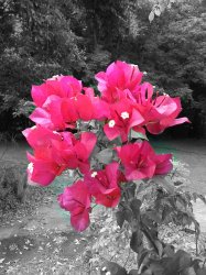 IMG_0542.JPG