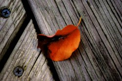 DSC_0060.jpg DSC_0060.jpg