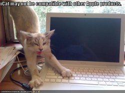 funny-pictures-cat-is-not-compatible-with-laptop.jpg