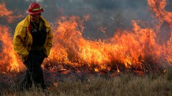 Walking_in_Flames_1080.jpg